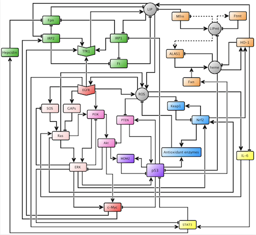 A graph of pathways.