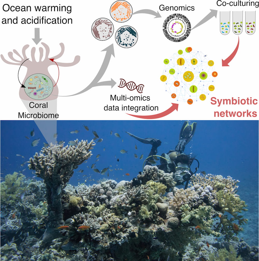 Effects of ocean warming and acidification on coral microbiome are studied via multiomics data analytics and classical culturing techniques. Effects of ocean warming and acidification on coral microbiome are studied via multiomics data analytics and classical culturing techniques.