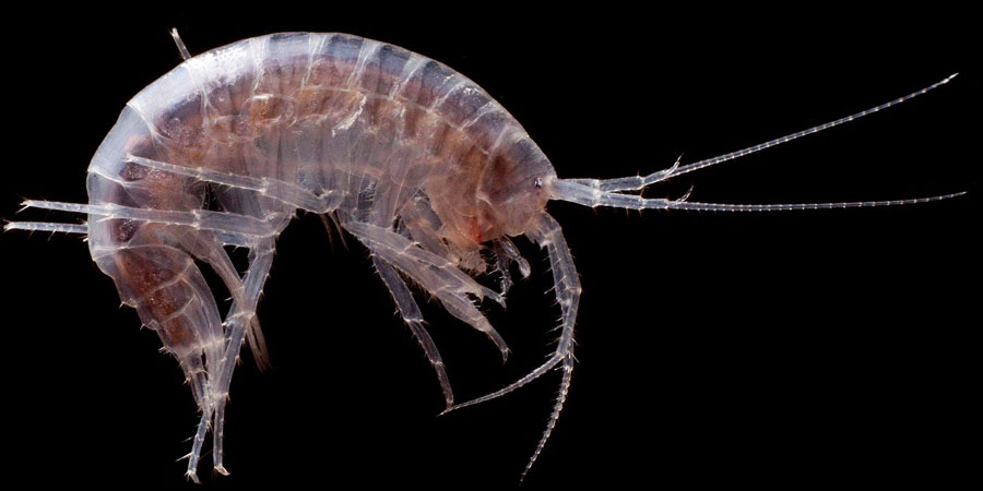 An undeveloped shrimp