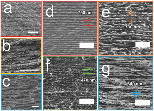 High‐magnification SEM of the cross sections of the mixed w‐CNC/t‐CNC films with a) 0%, b) 1%, and c) 10% by mass t‐CNCs
