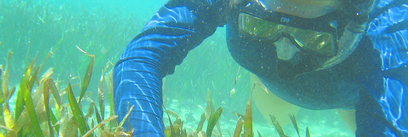 AU student snorkeling on research expedition.