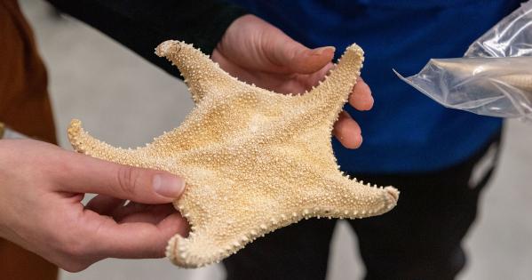 Hands holding a sea star