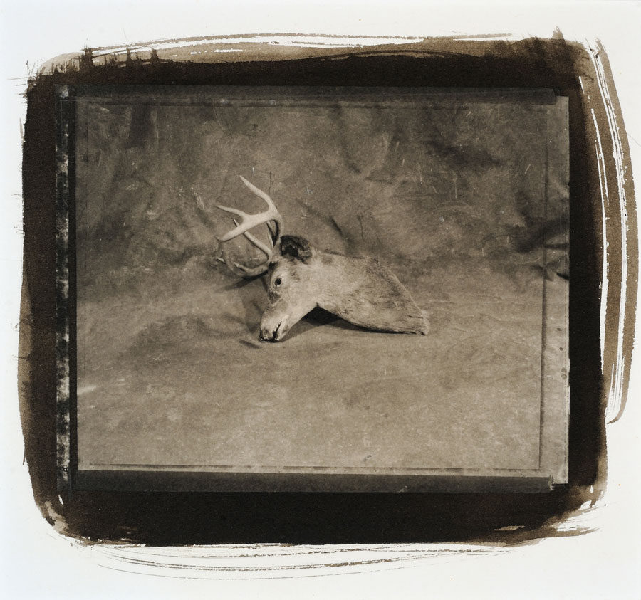 Gwendolyn Akin and Allan Ludwig, Elk Head #4