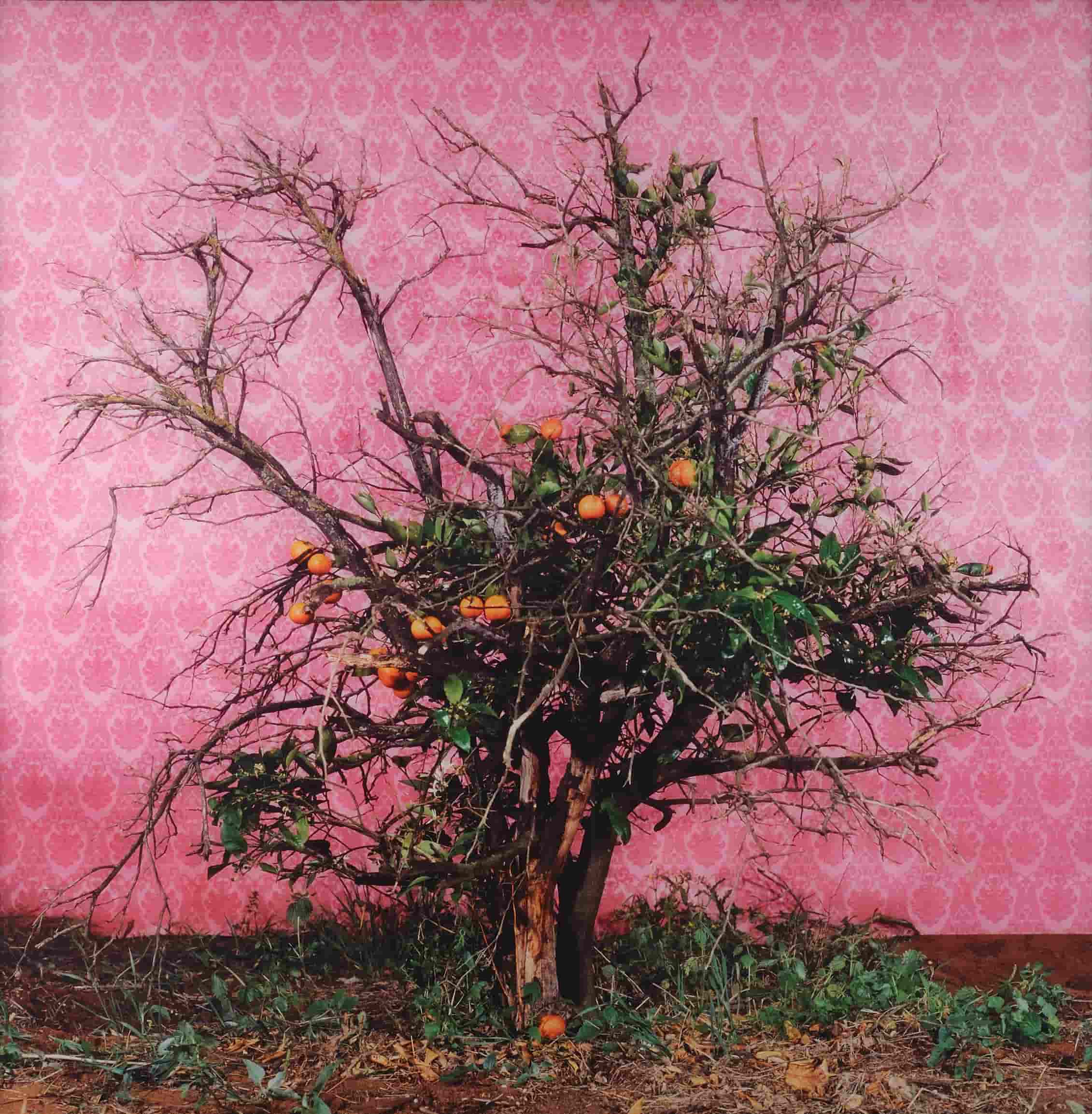 Tree in front of pink wallpaper