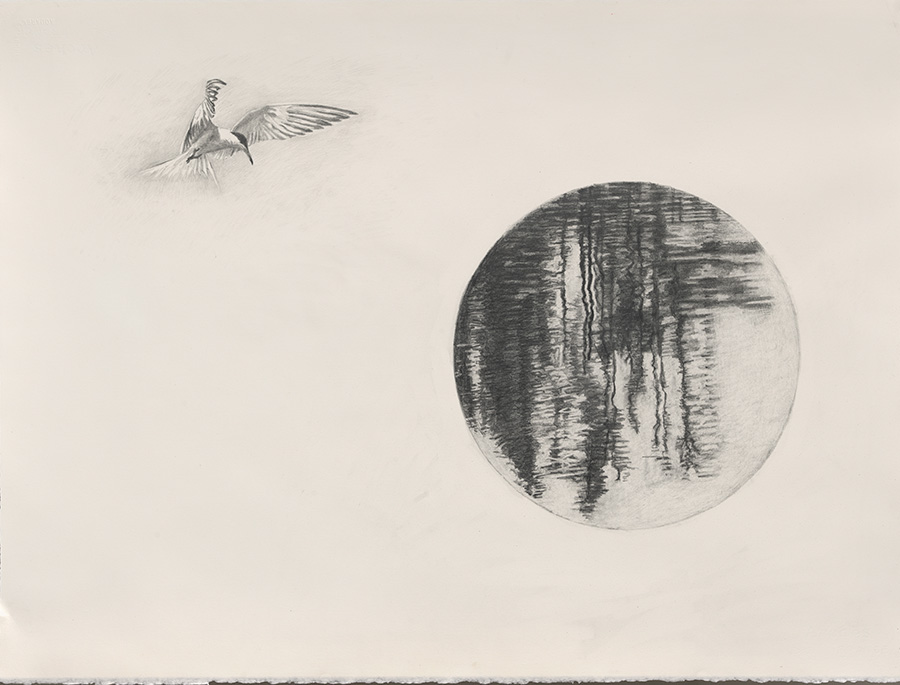 Flying bird; circle of rippling water reflections