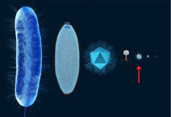 A bacteria cell compared to other types of viruses