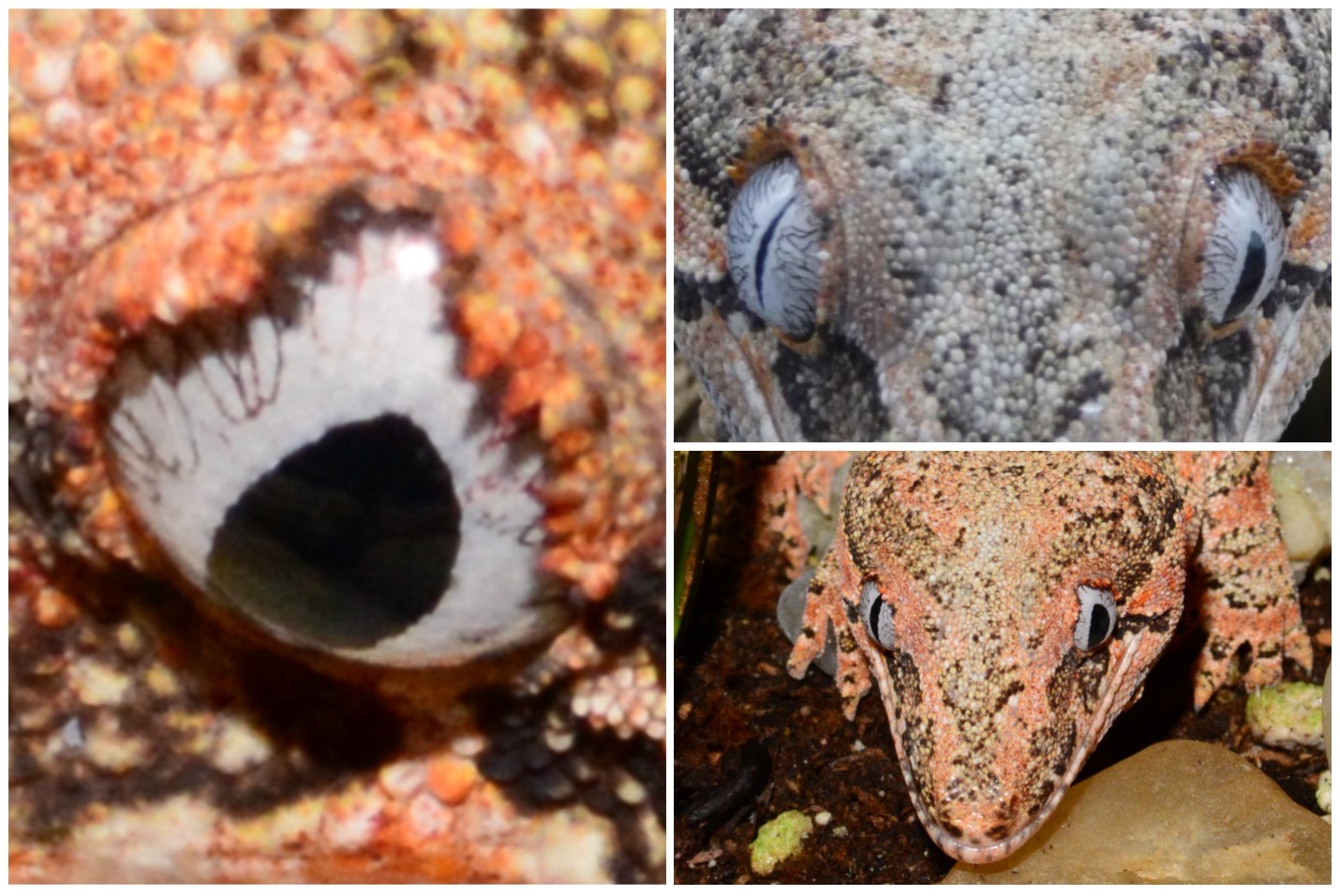 Different types of Gecko eyes