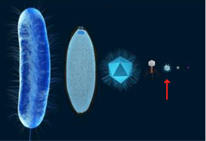 A bacterial cell (left) is shown next to several viruses (right) in order to compare their relative sizes. The red arrow points to the coronavirus.