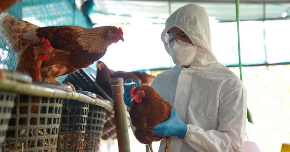 A person in PPE vaccinates a chicken