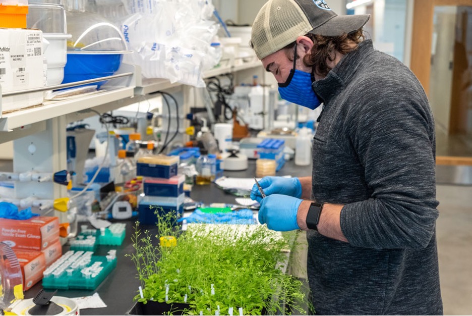 A biology student works with plants in a lab at AU