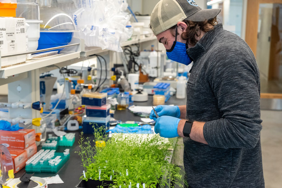 Student handles plant in biology lab