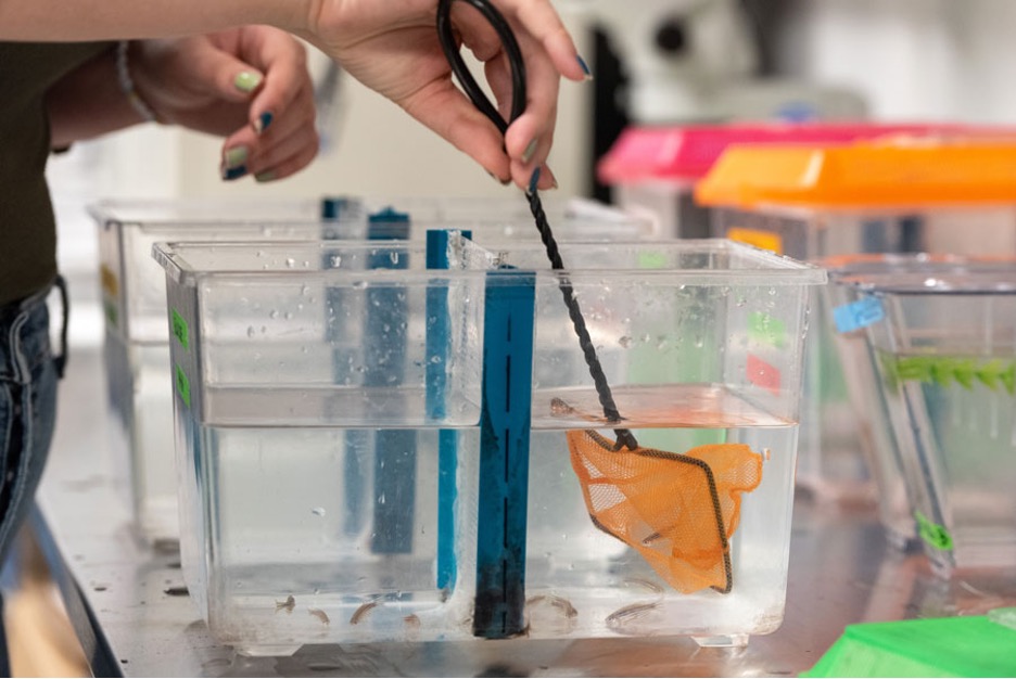 An ecology student works with fish in a lab