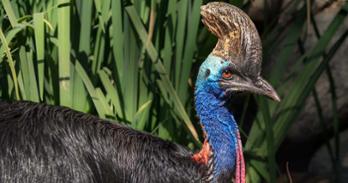 Cassowary