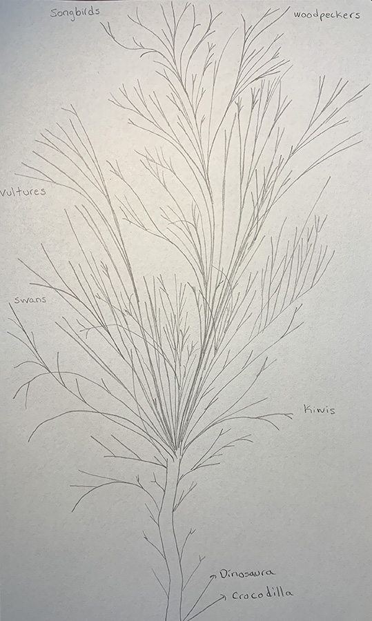 A redrawing of Maximilian Fürbringer's evolutionary tree of all the extant and extinct bird groups by Dani S. Bassett