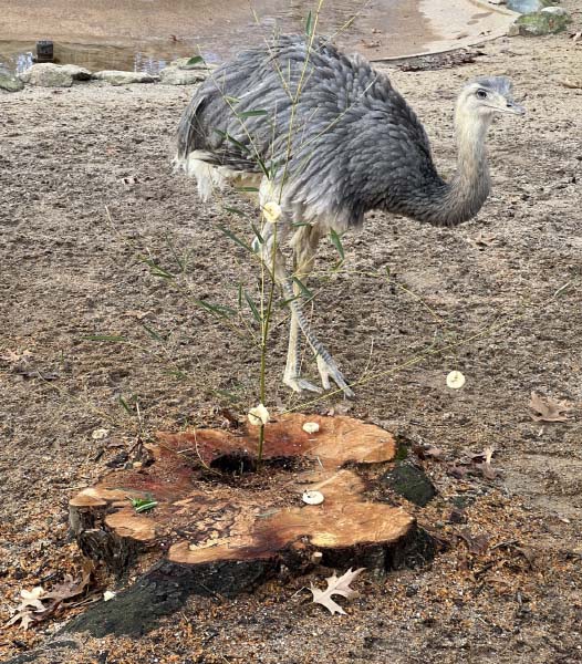 Greater Rhea
