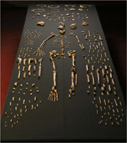 homo naledi skeleton