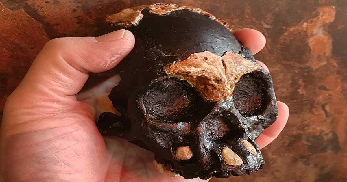 Partial skull of Leti