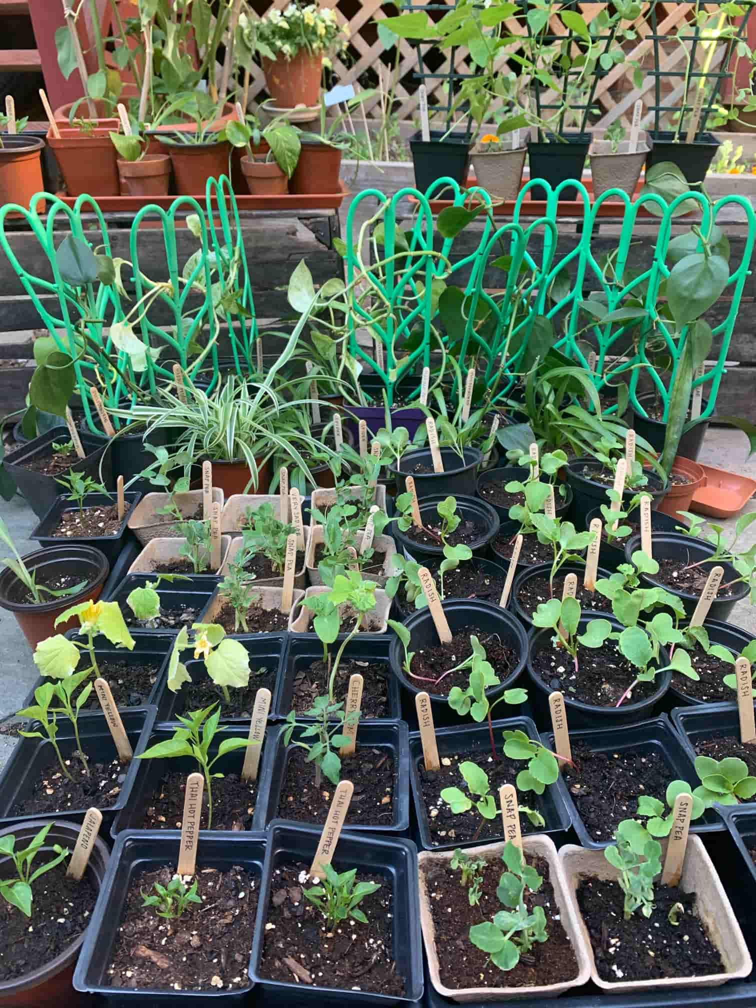 Plants in the Very Sad Lab.