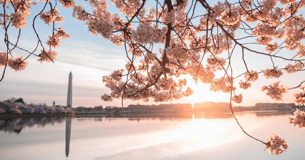 DC tidal basin during cherry blossom bloom; photo by Jeffrey Clayton