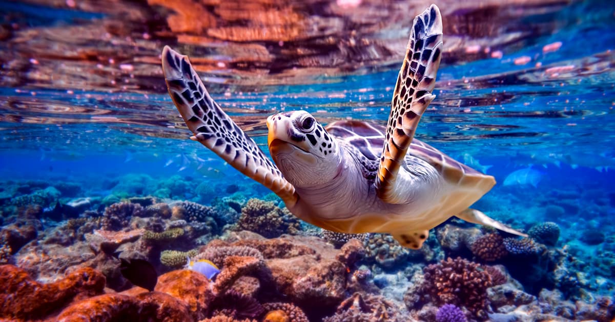 Sea Turtle