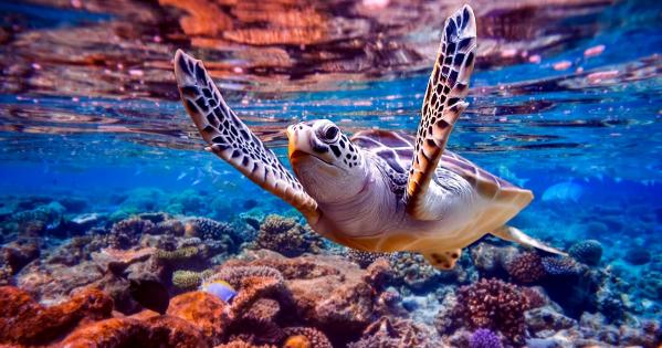 Sea Turtle.