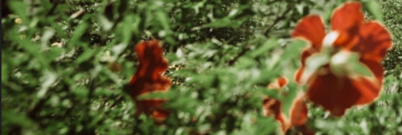 red flowers in a green bush