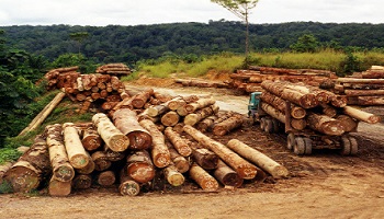 Illegal logging in South America
