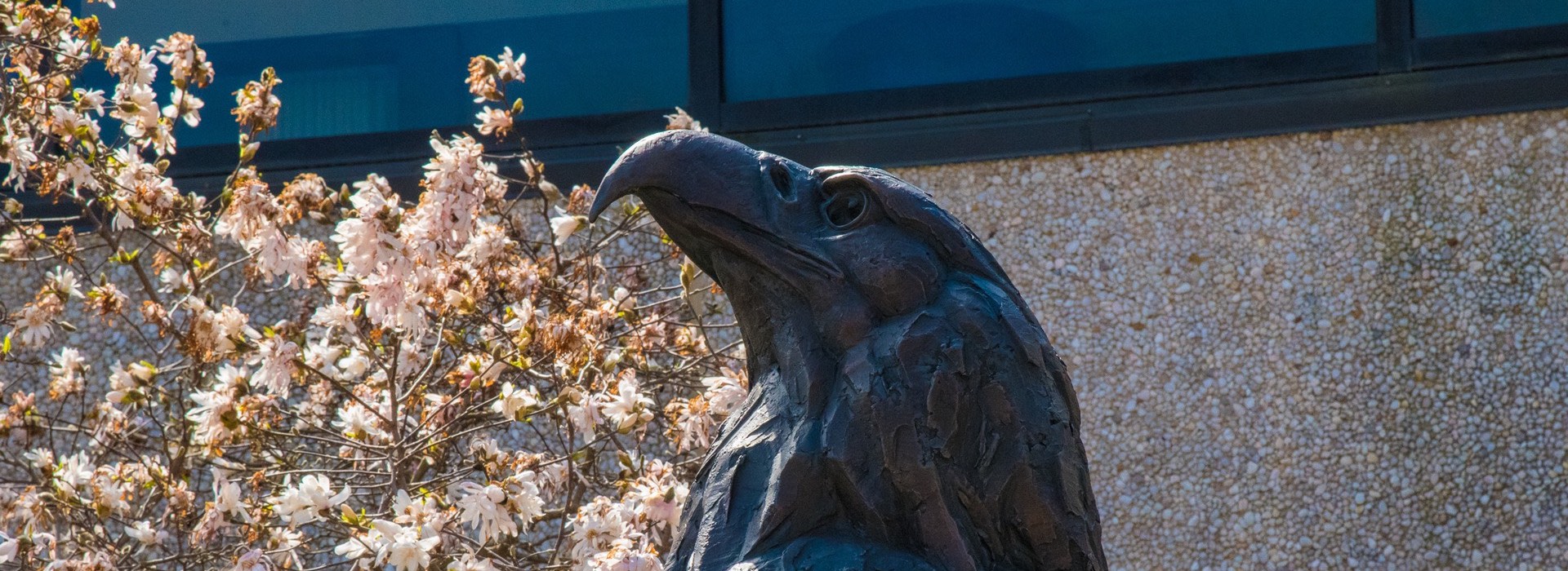 The Eagle statue on campus, framed by magnolia blossoms.