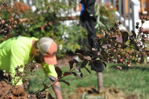 A person works in a garden