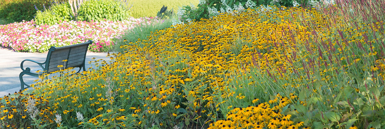 Flowers on campus