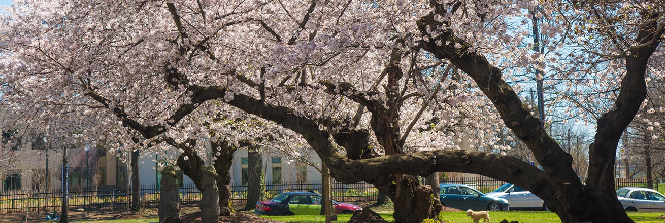 Cherry blossoms on campus