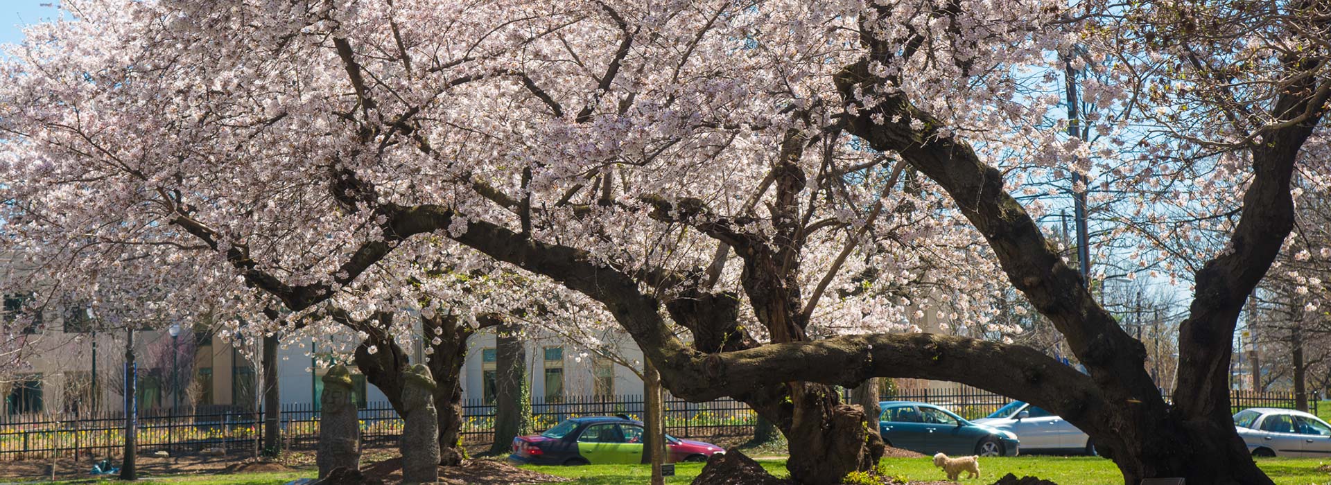 Cherry trees on campus