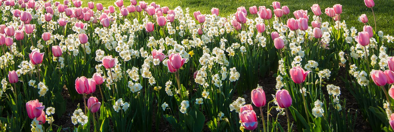 Pink Tulips and White Daisy's