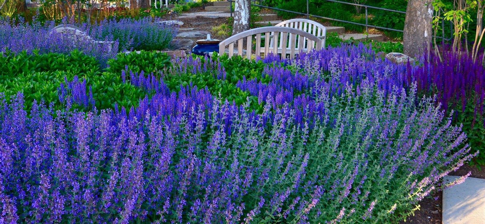 sue's garden