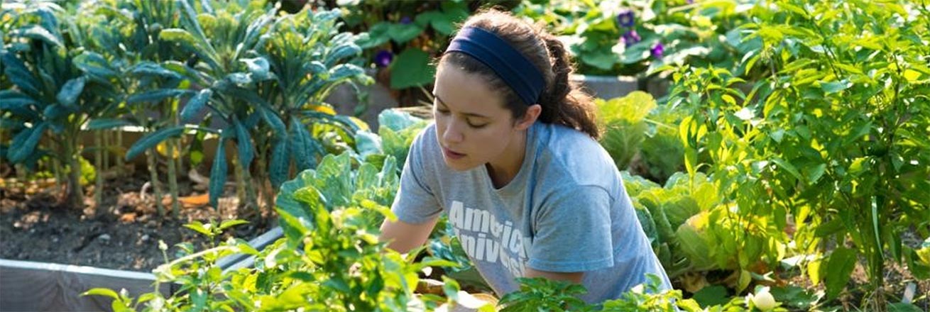 An AU student working in the garden