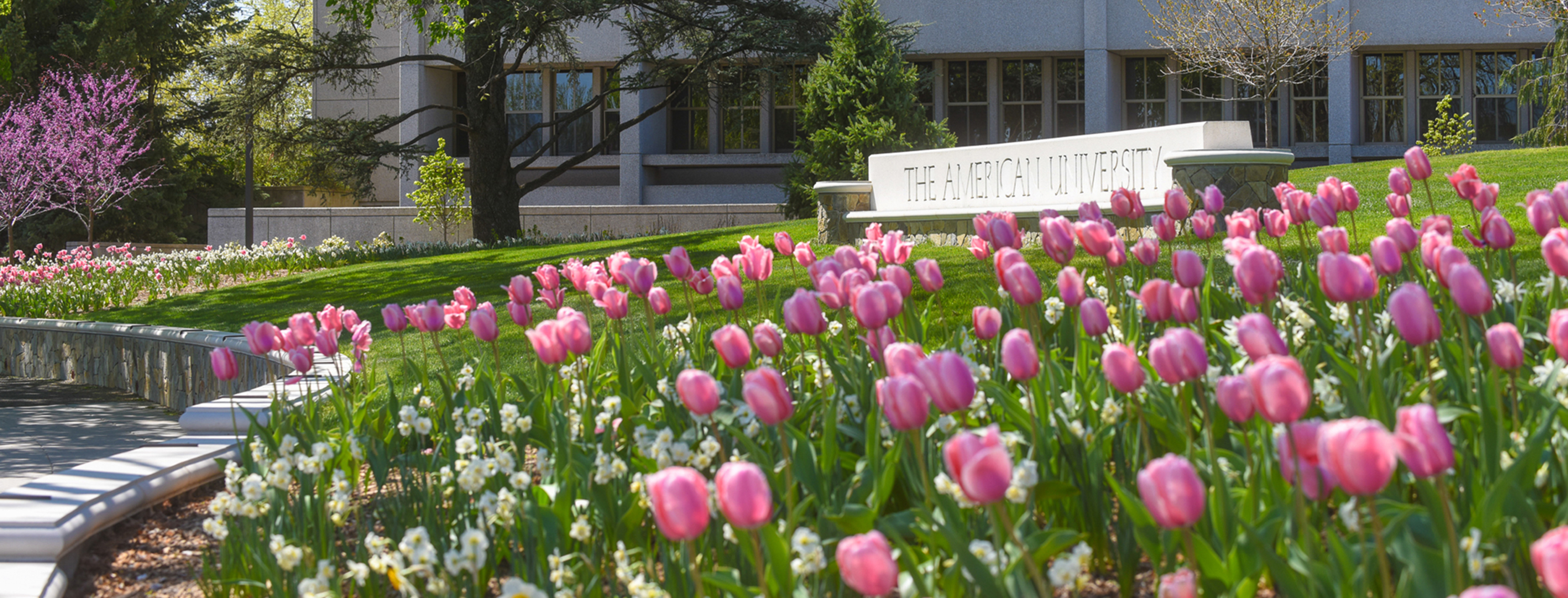 American University landscape
