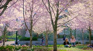 Cherry blossoms on the American University quad.