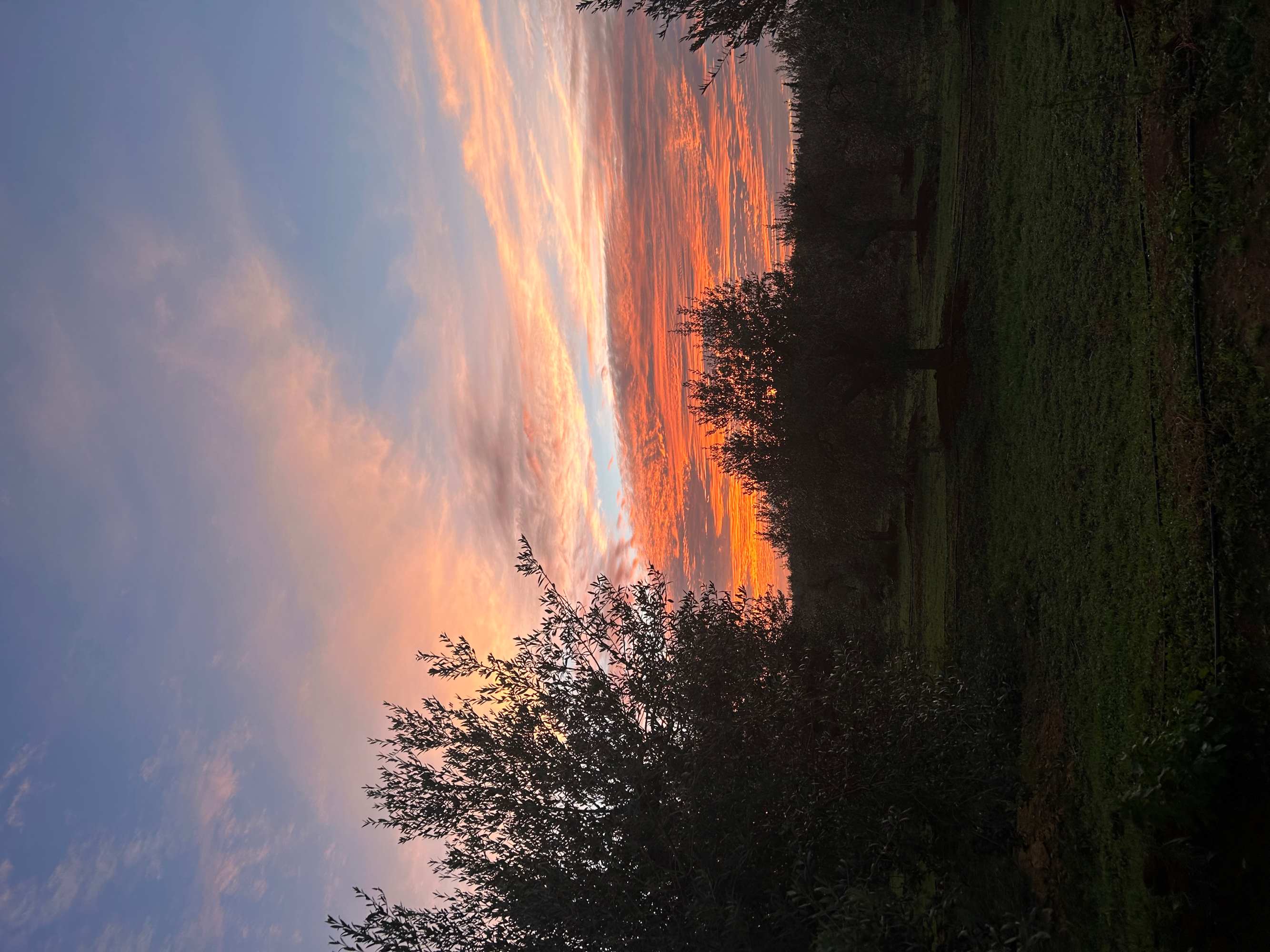 sunset over the olive trees of an olive oil farm