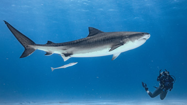 Brynne Rardin swims with a tiger shark