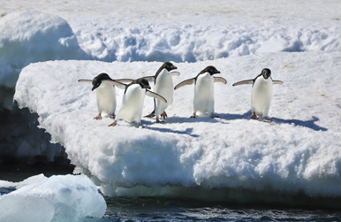 five Adeline penguins on an iceberg