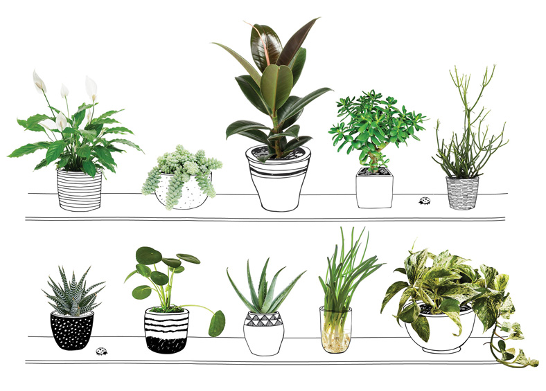 Shannon Post's favorite houseplants