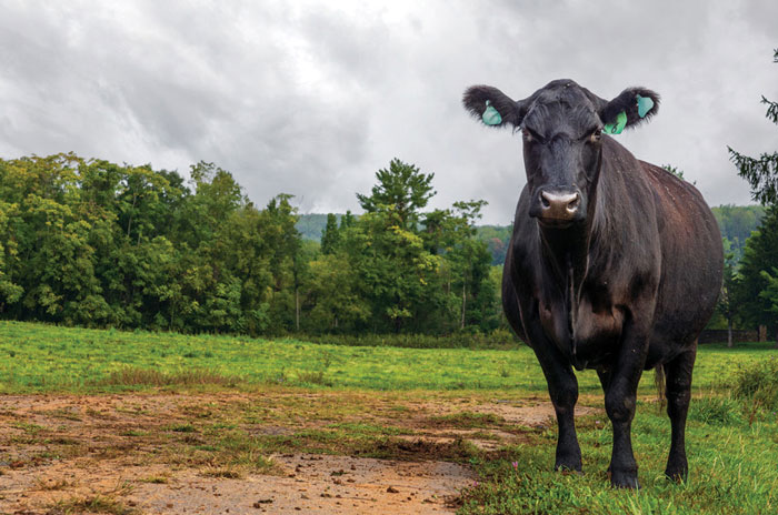 cow at Airlie