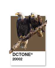 Eagle pair