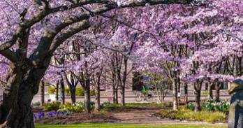 AU's campus has more than 200 cherry trees. Photo by Jeff Watts.