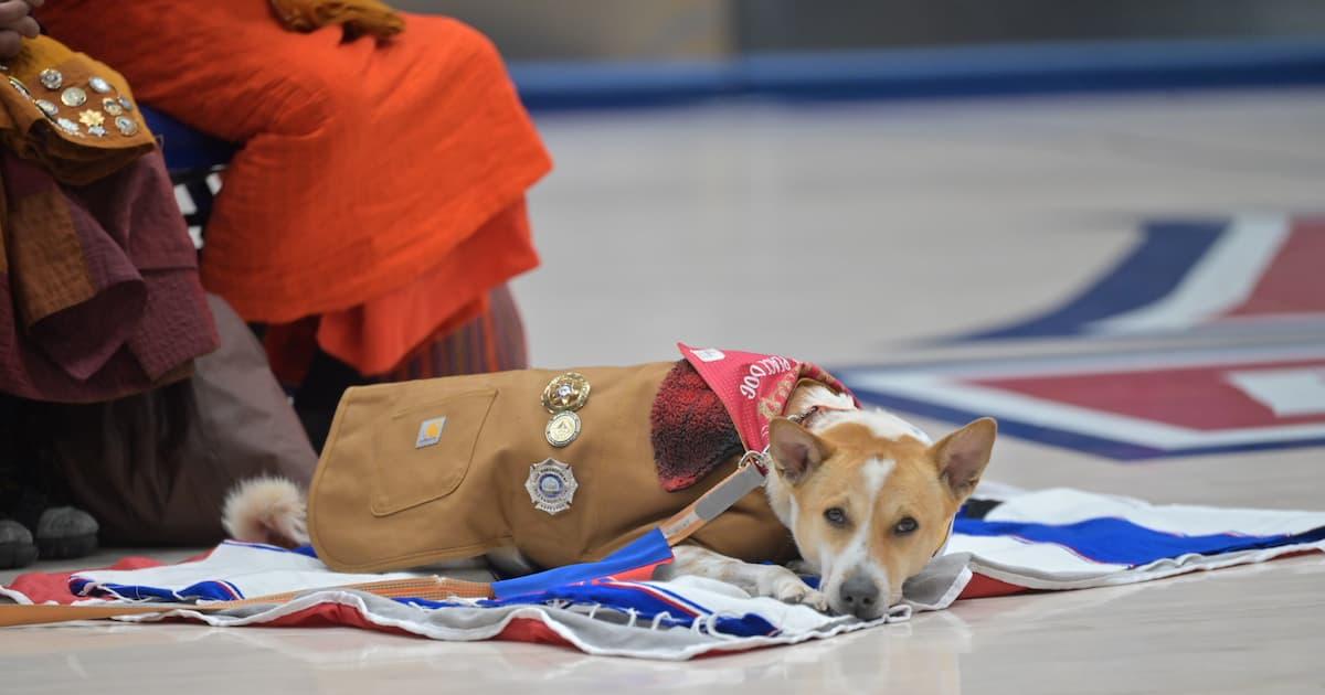 Aloka, a four-year-old Indian Pariah dog