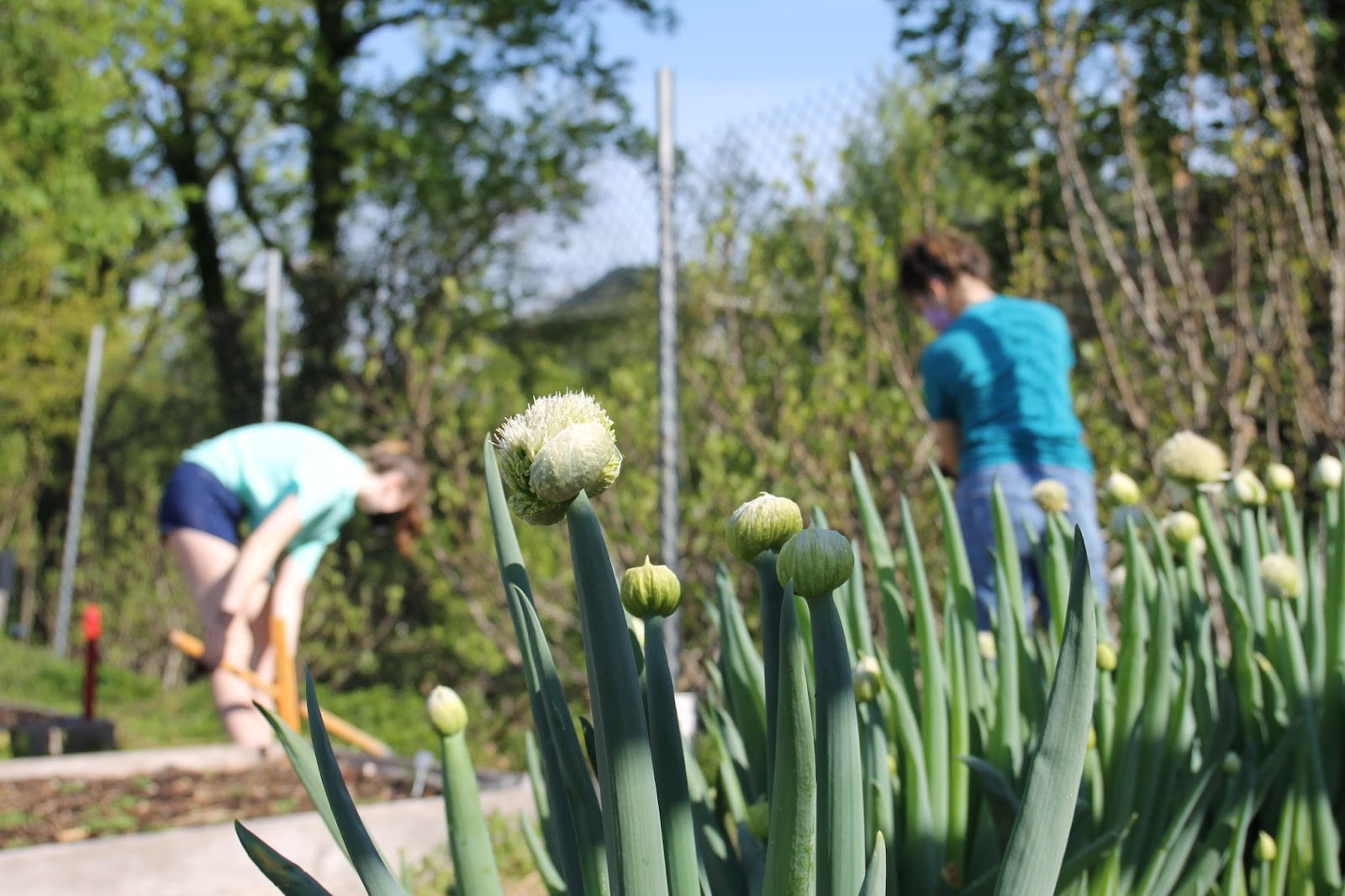 Students and faculty weeding in the AU community garden