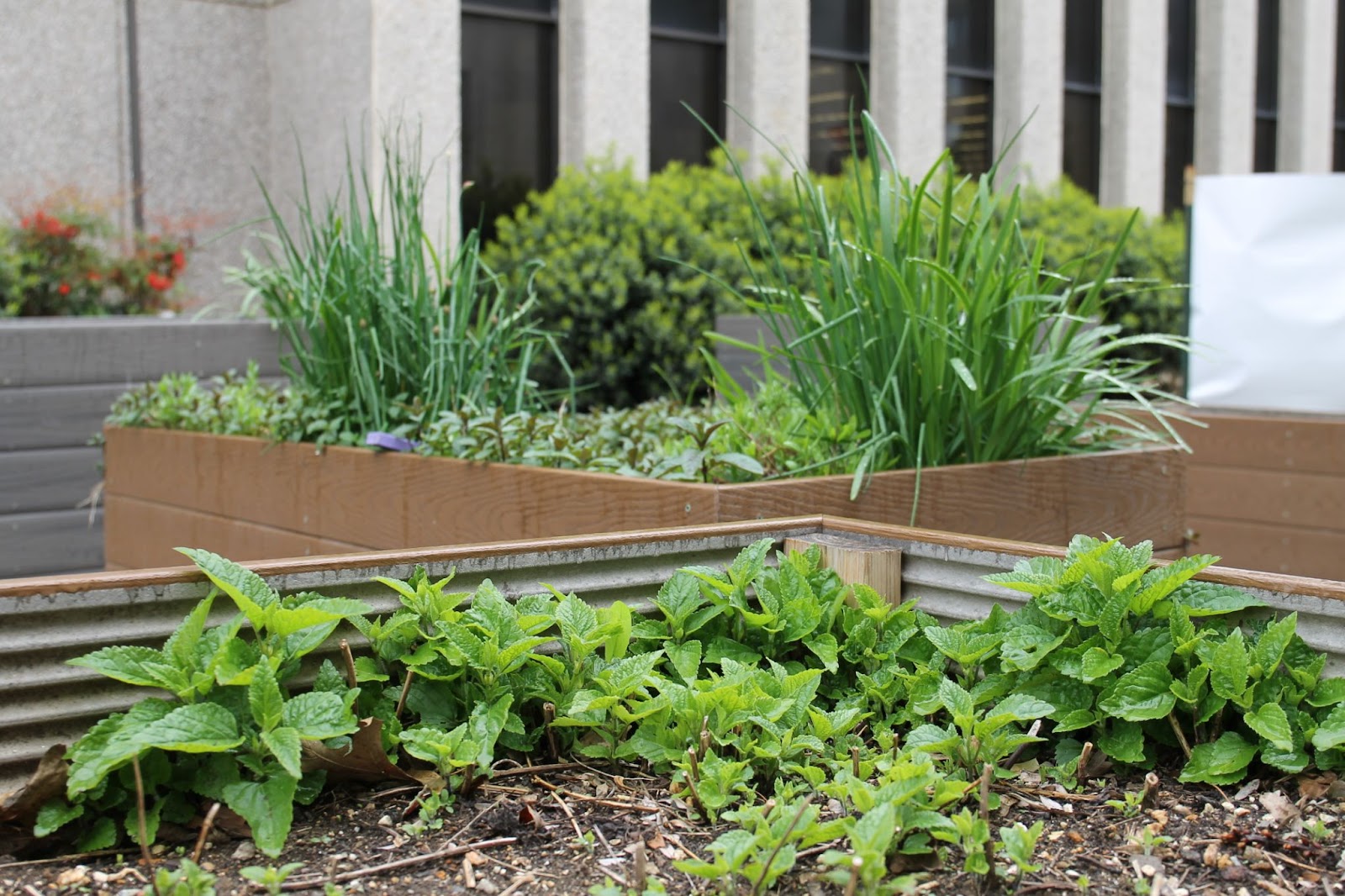 The companion garden located in between McKinley and the Library