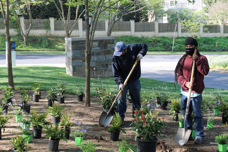 Staff planting behind McCabe Hall