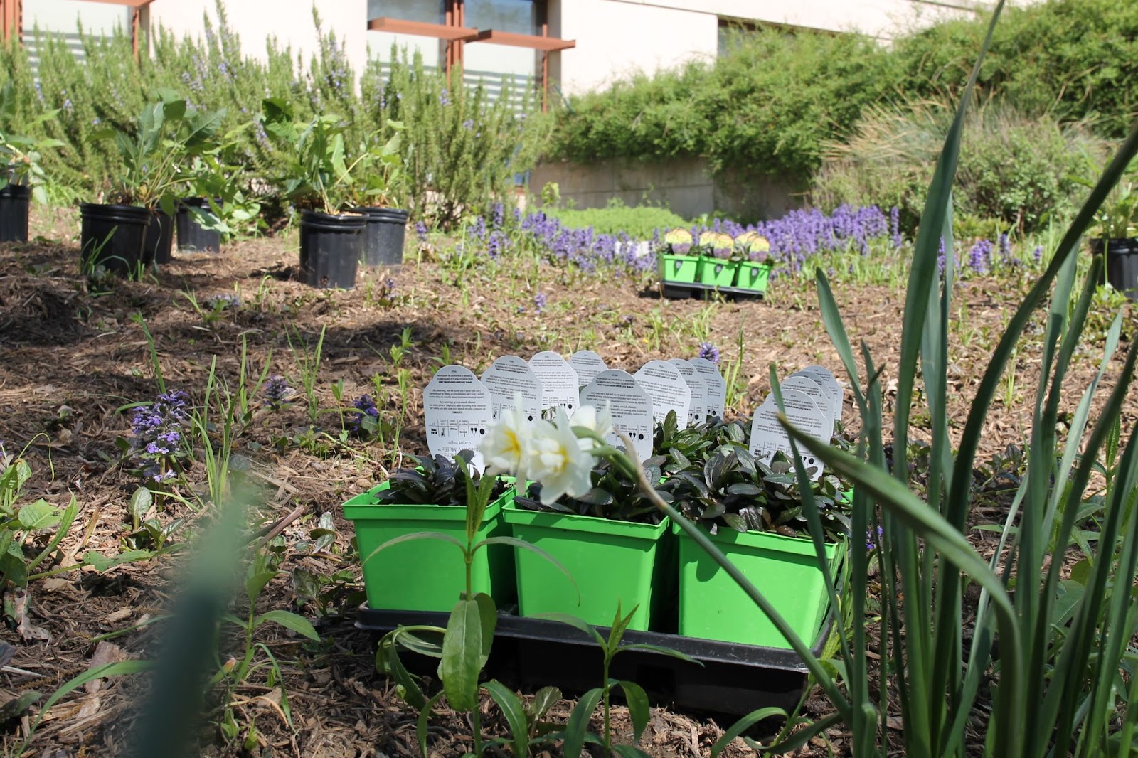 Plants from the edible garden in front of SIS