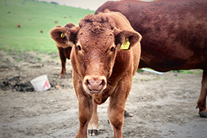 Cow in Bath